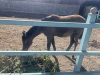 فرس, Horse breed — الصورة 3