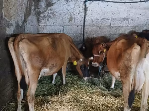 Mucca, Razza Jersey