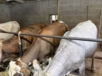 गाय, Simmental cattle — फ़ोटो 4