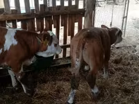 Býk, Simmental cattle — foto 2