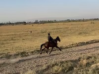 Klisna, French Trotter — foto 6