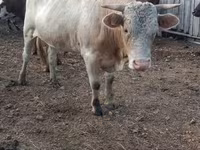 گاو نر, Simmental cattle — عکس 1