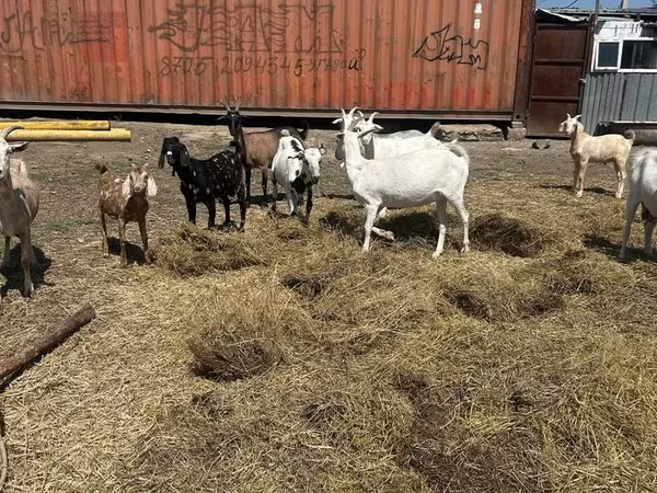 Ziege, Saanen goat
