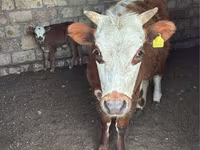 İnək, Latvian Blue cattle — foto 1