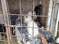 Bak, Alpine goat — 4. fotó