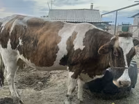 Mucca, Simmental cattle — foto 3