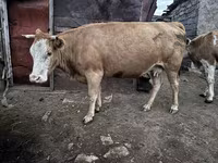 วัวตัวเมีย, Latvian Blue cattle — รูปภาพ 4
