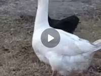 Geese — foto 1