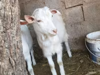 Ziegenbock, Ziegen — Foto 2