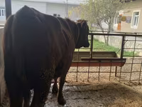 Lembu jantan, Cattle — foto 4