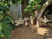 Nemački pekin — fotografija 1