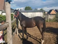 Бие, Dutch warmblood horse — 6-сурет