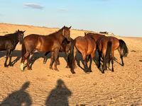 Klisna, Mugalzhar horse — foto 3