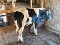 Bò đực, Giống Holstein — ảnh 3