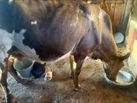 Lembu betina, Latvian Blue cattle — foto 4