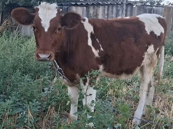 Cow, Cattle — Moldova