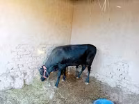 گاو ماده, گاو — عکس 3