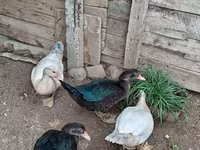 مسکوی خانگی — عکس 3
