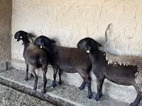 Ovca, Arashan sheep — fotografija 2