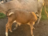 Бик, Simmental cattle — снимка 2