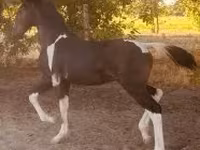 Kuda jantan, Dutch warmblood horse — foto 4