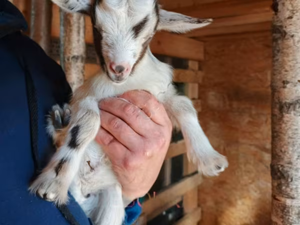Koza, Australian Miniature goats — Rusko