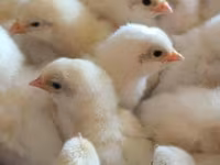 Chickens — zdjęcie 3