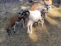 ভেড়ার পাঁঠা, Cameroon sheep — ছবি 6