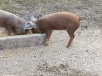 Babi hutan, Дюрок — foto 6