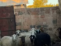 암양, 양 — 사진 4