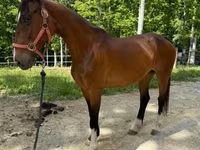 گھوڑی, Dutch warmblood horse — تصویر 6
