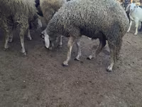 Bagge, Baerchuke sheep — foto 1