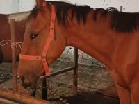 Aygır, Manipuri pony — foto 7