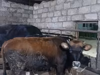 Taureau, Russian Black pied cattle — photo 2