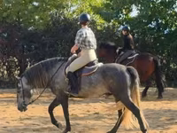 Kuda jantan, Andalusian horse — foto 4
