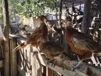 Guinea fowl — 8 зураг
