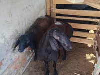 แกะตัวผู้, Rhon sheep — รูปภาพ 3