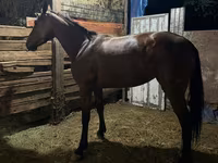Klisna, French Trotter — foto 2