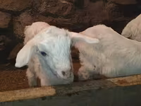 बकरा, Saanen goat — फ़ोटो 7