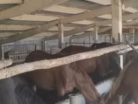 Égua, Kazakh horse — foto 8