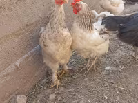 Chickens — عکس 3