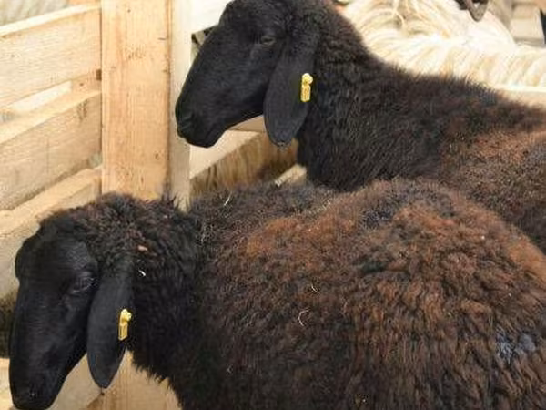 Sheep, Sheep — Moldova