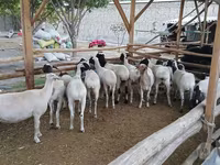 Baran, Owce — zdjęcie 5