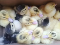 Ducks — 写真 3