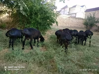 Kambing jantan, Sheep — foto 5