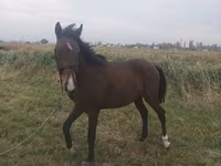 Kůň, Koně — foto 3