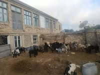 بز نر, بز — عکس 1