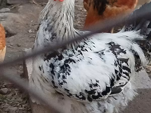 Chickens — Kyrgyzstan