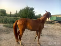 اسب نر, اسب — عکس 1