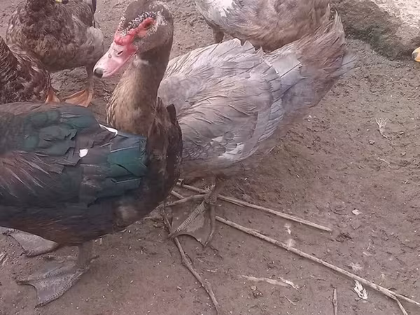Ducks